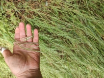 Bromus diandrus