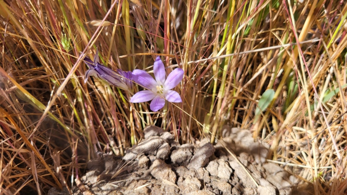 Brodiaea terrestris ssp. terrestris