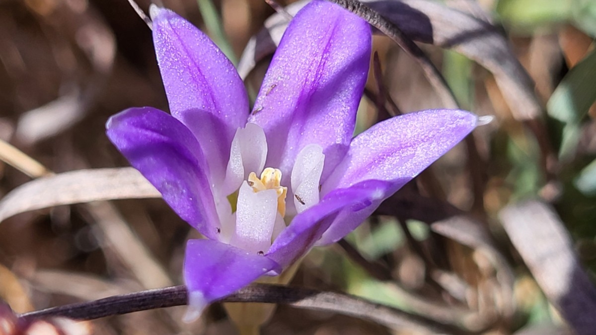 Brodiaea terrestris ssp. terrestris