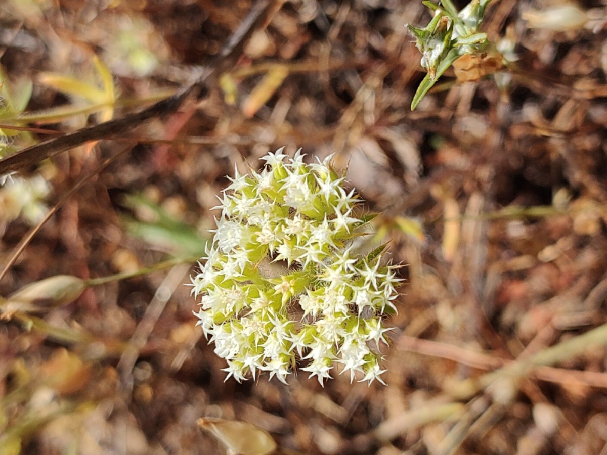 Chorizanthe stellulata