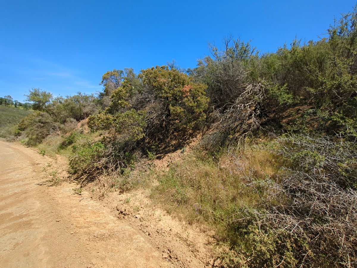 Arctostaphylos viscida ssp. pulchella