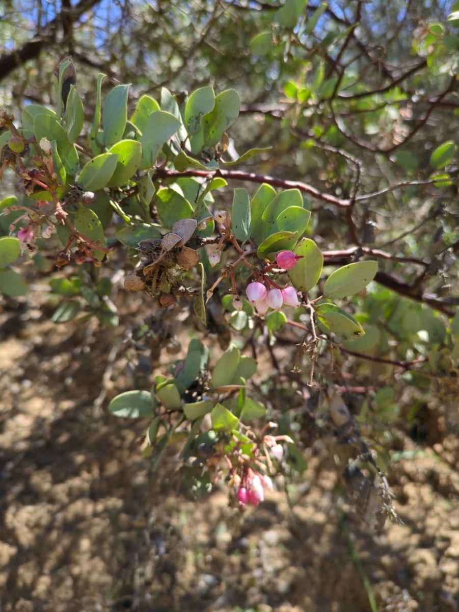 Arctostaphylos viscida ssp. pulchella