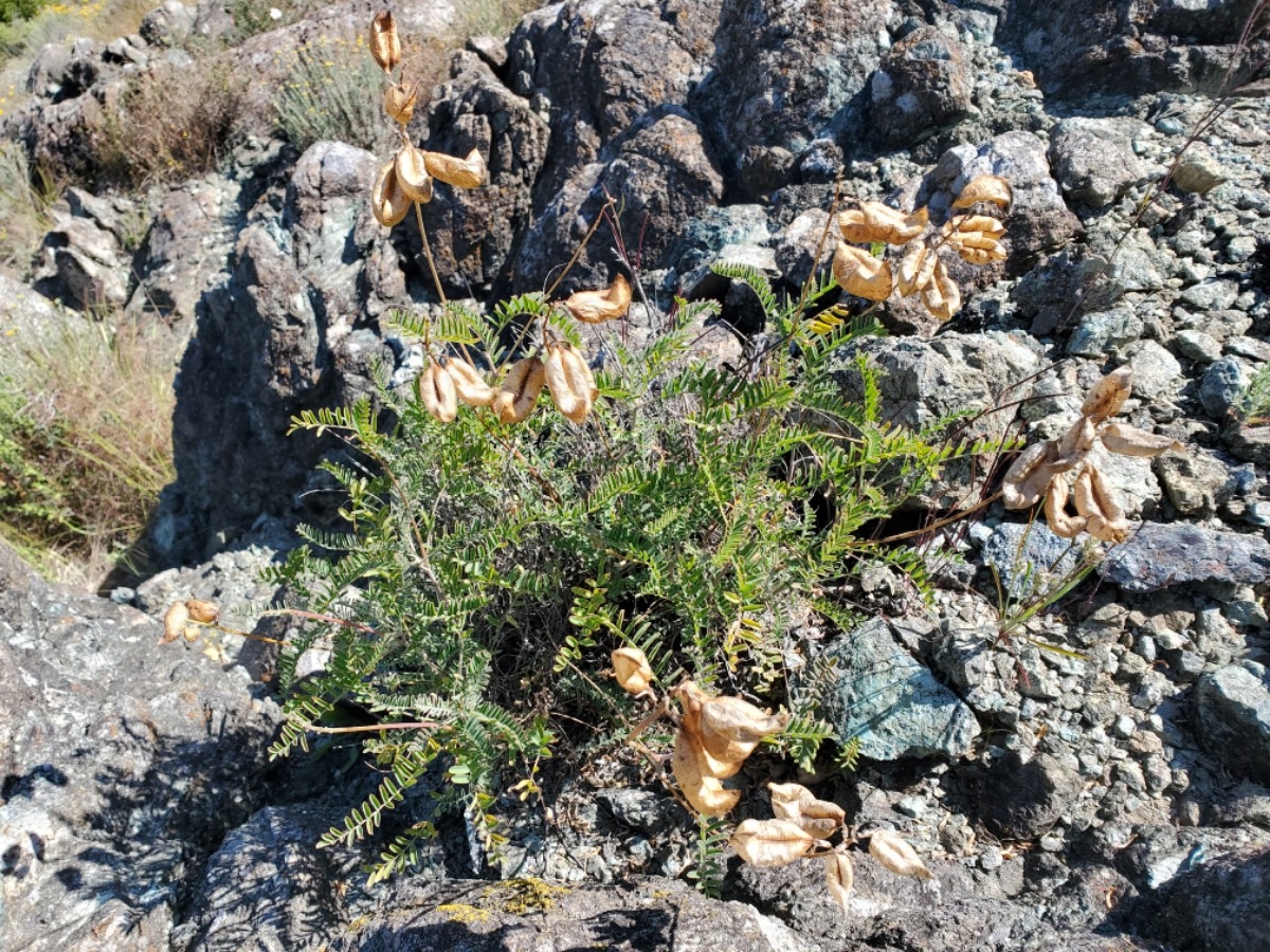 Astragalus curtipes