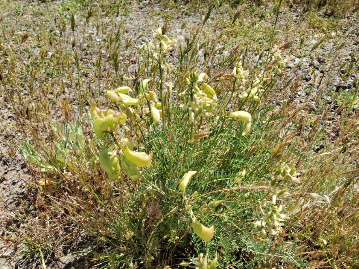 Astragalus curtipes