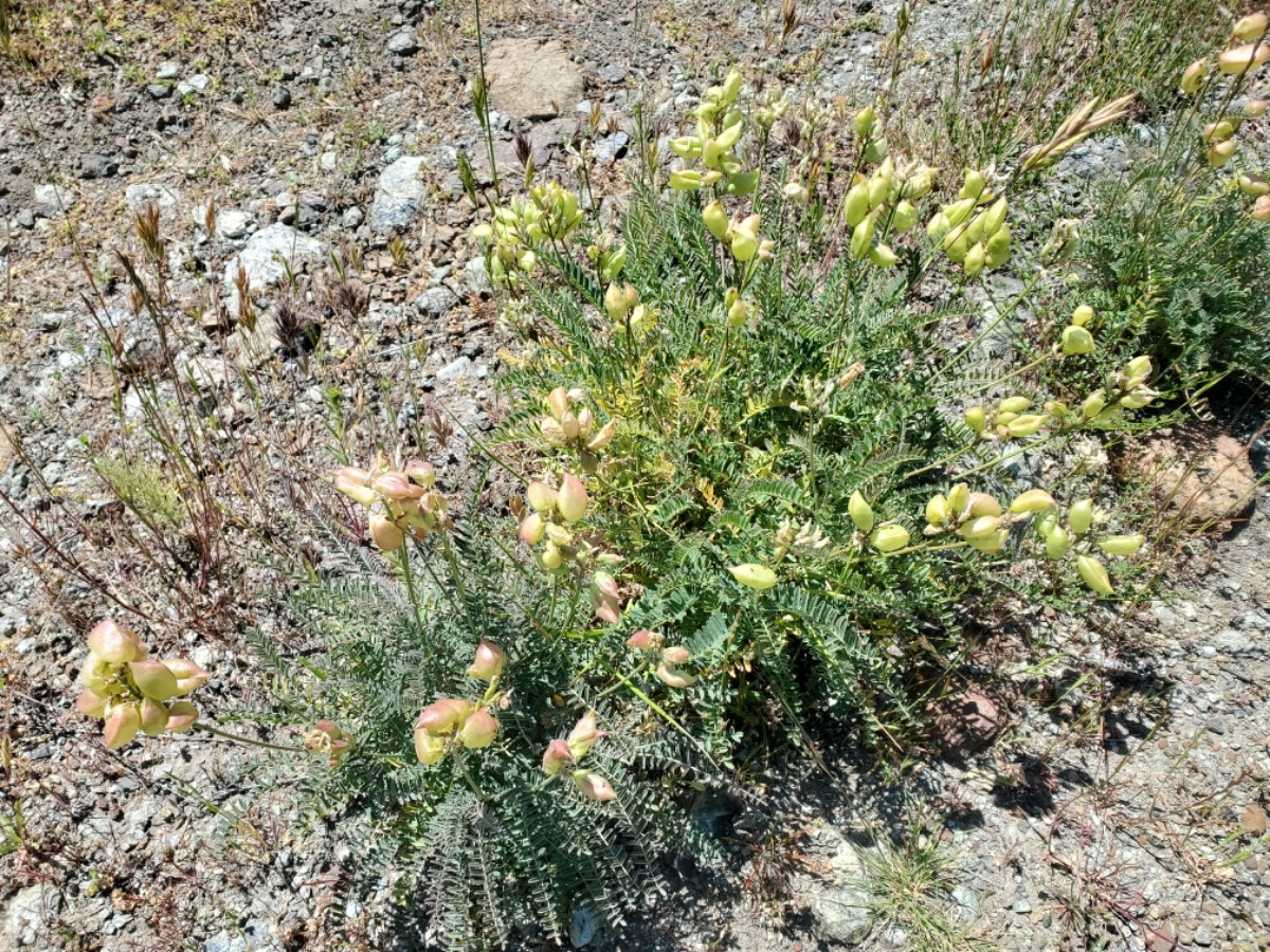 Astragalus curtipes