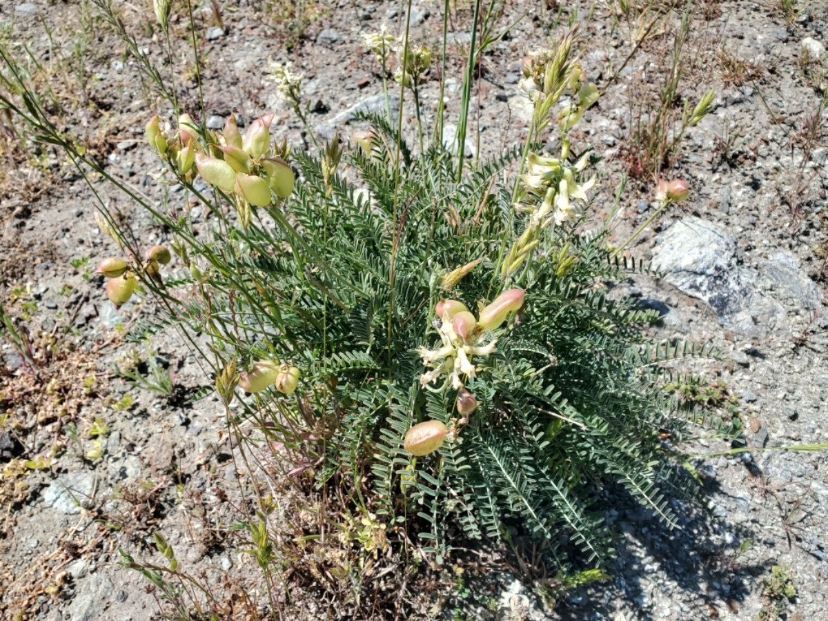 Astragalus curtipes