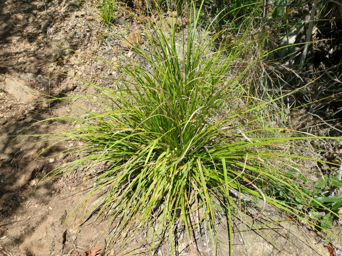 Carex obispoensis