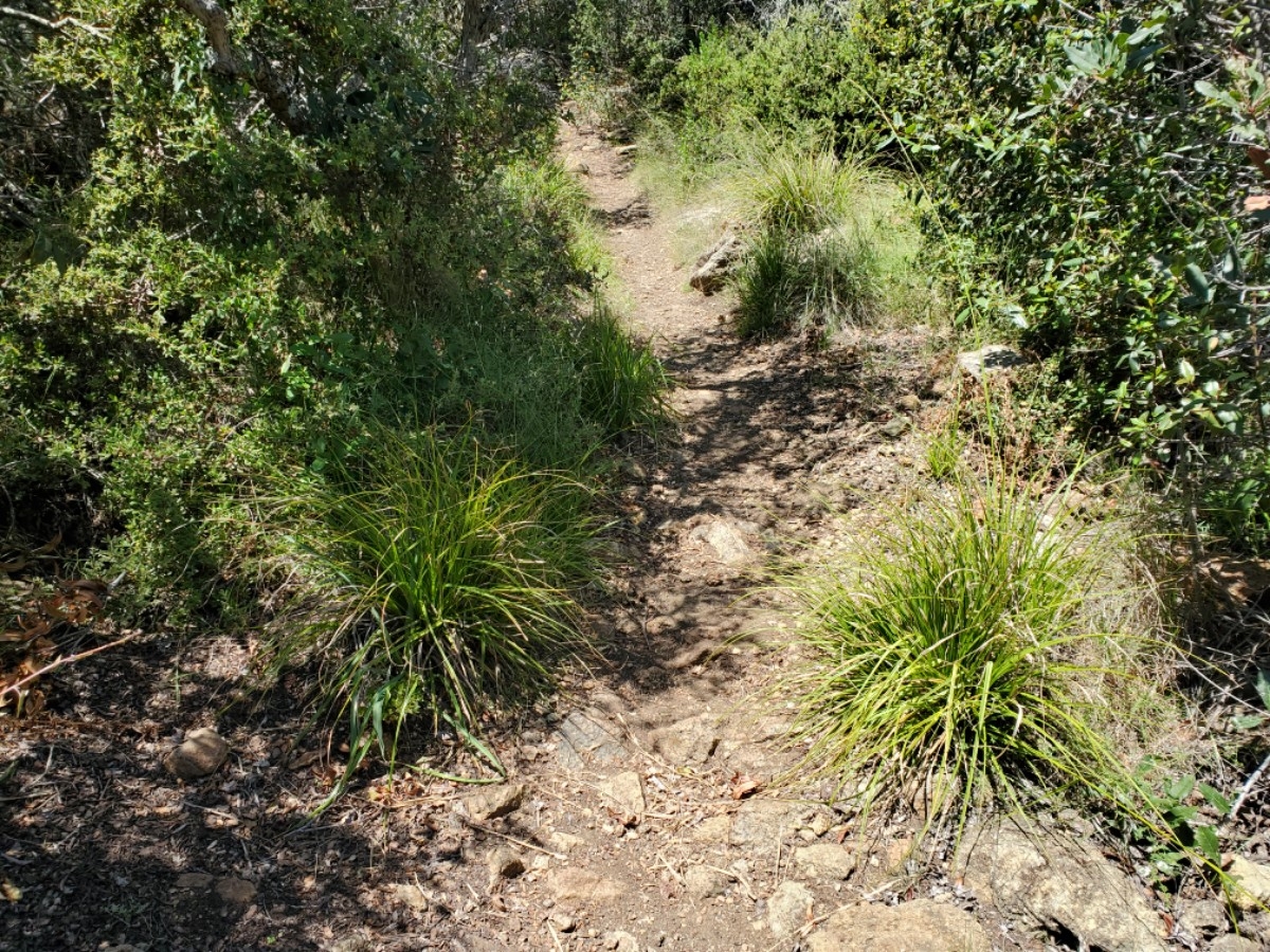 Carex obispoensis