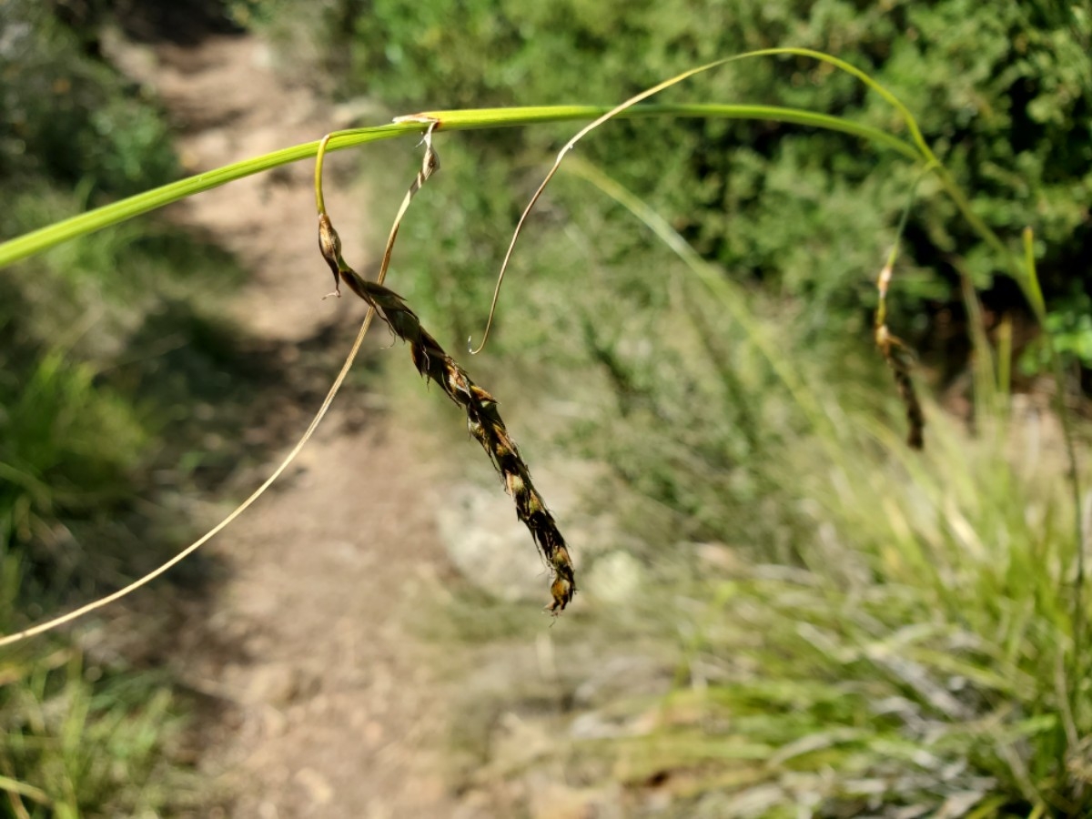 Carex obispoensis