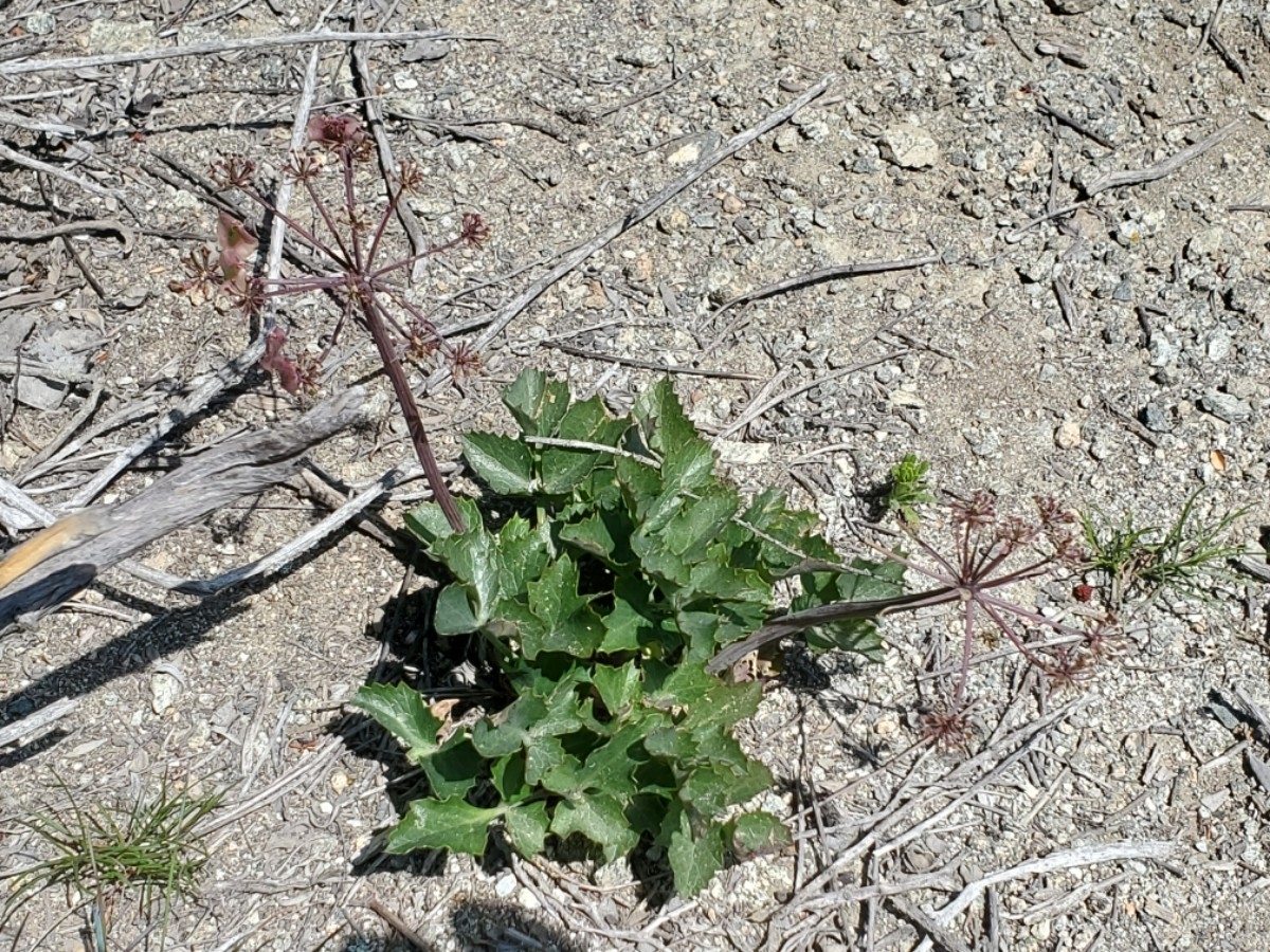 Lomatium lucidum