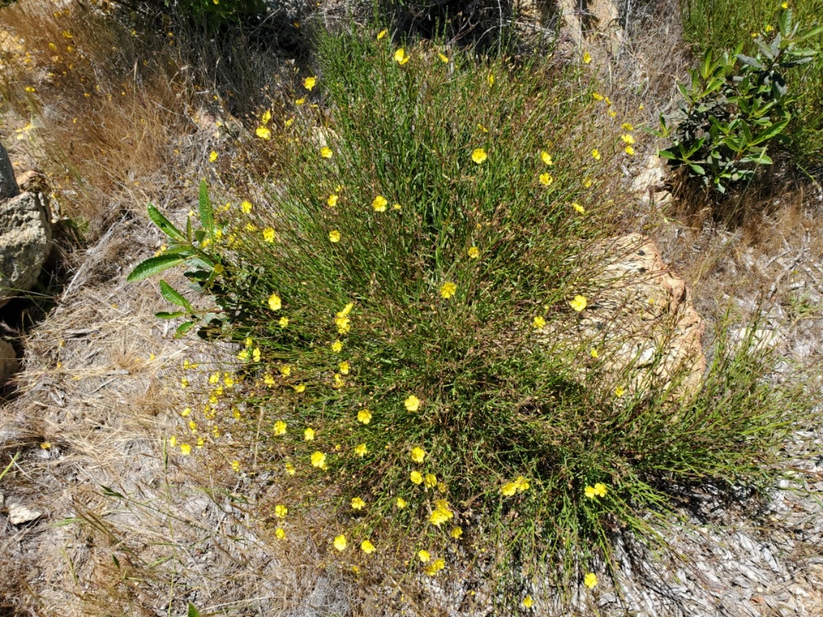 Crocanthemum aldersonii