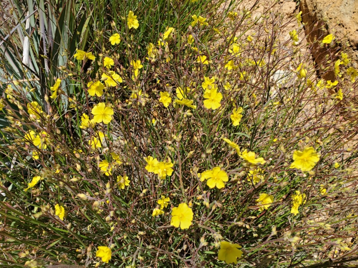 Crocanthemum aldersonii