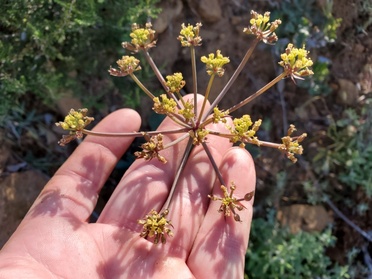 Lomatium lucidum