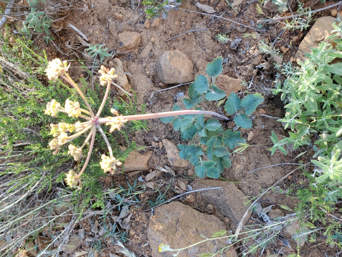 Lomatium lucidum