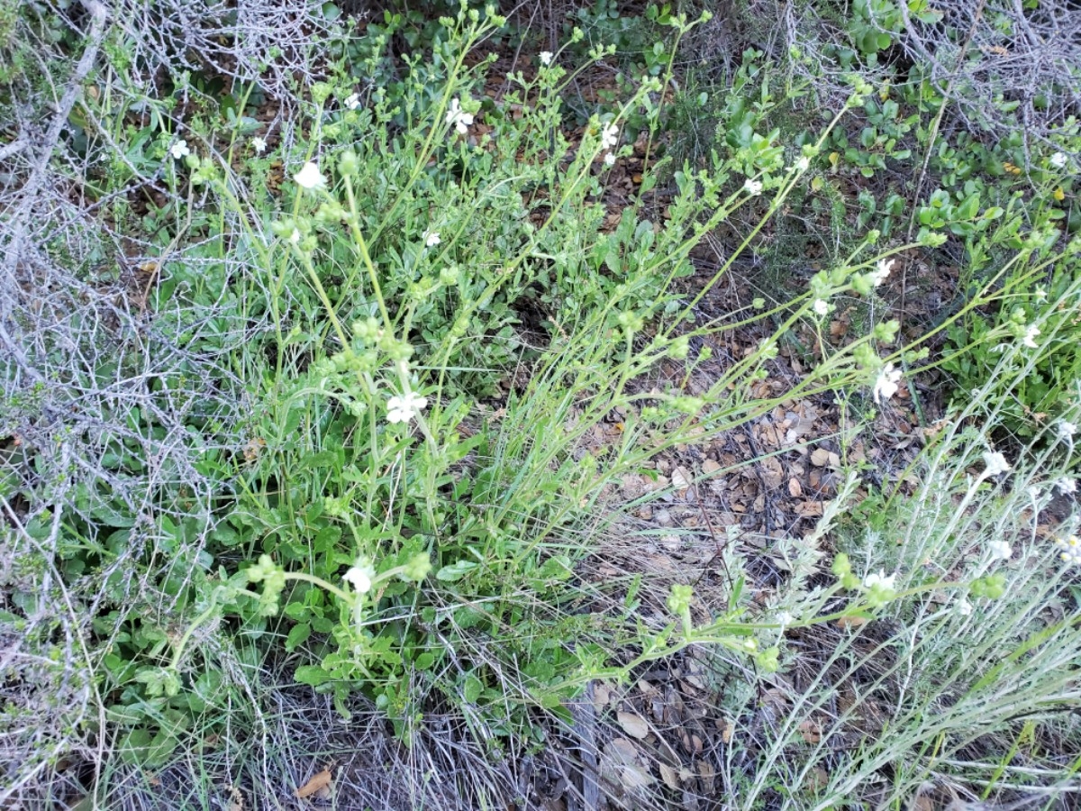 Horkelia truncata