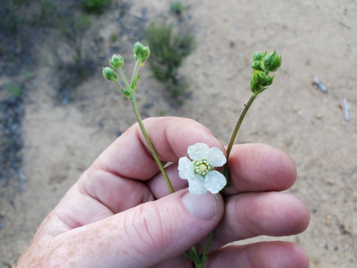 Horkelia truncata