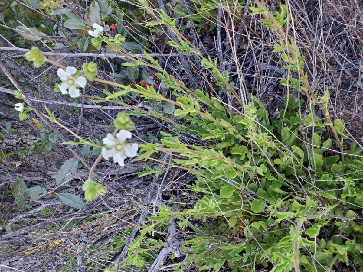 Horkelia truncata