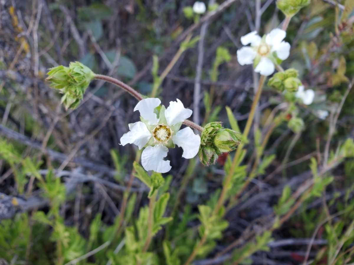 Horkelia truncata