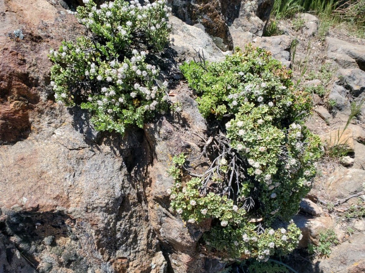 Ericameria cuneata var. macrocephala