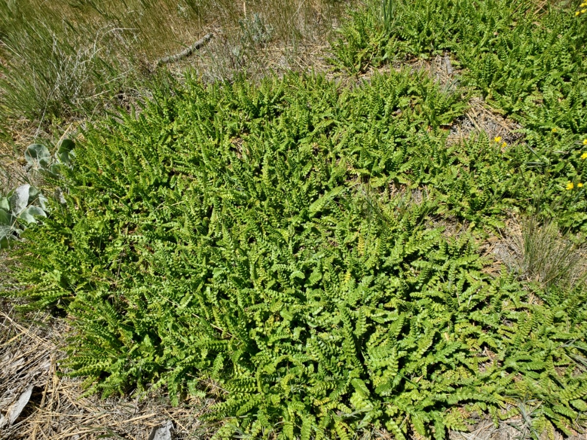 Horkelia clevelandii var. clevelandii