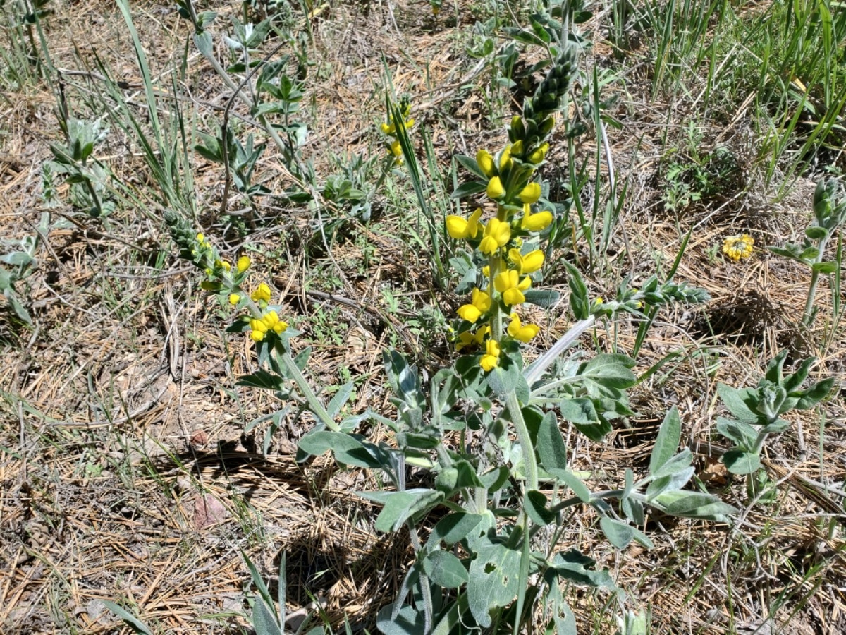 Thermopsis californica var. semota