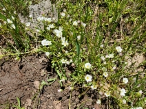 Limnanthes gracilis ssp. parishii