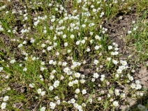 Limnanthes gracilis ssp. parishii