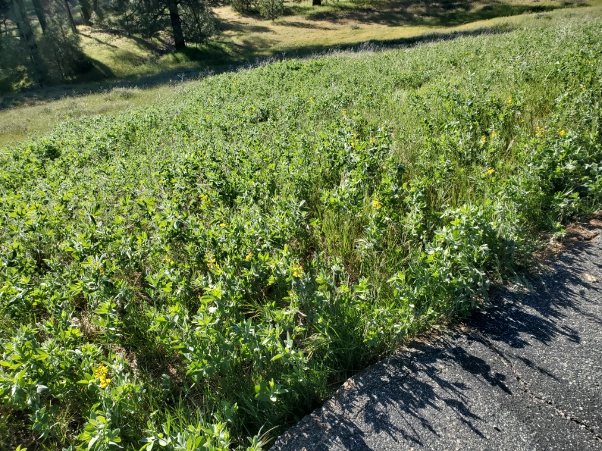 Thermopsis californica var. semota