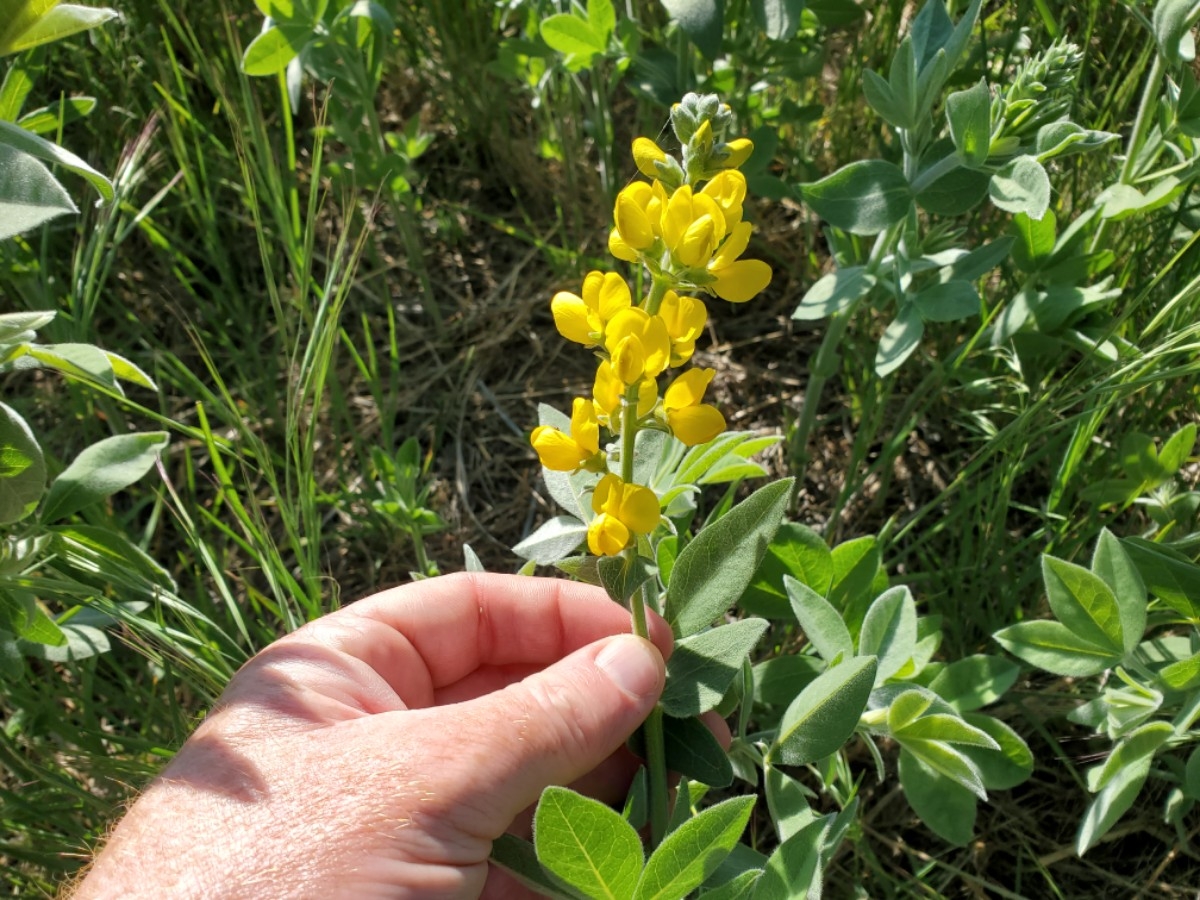 Thermopsis californica var. semota