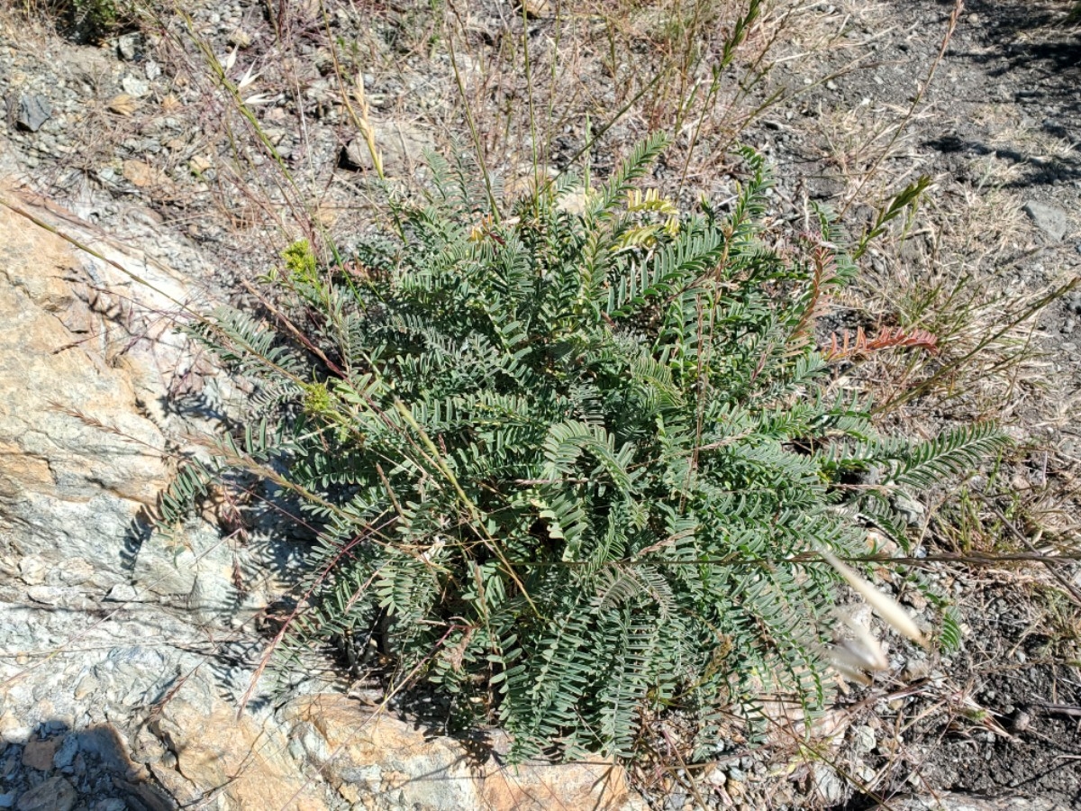 Astragalus curtipes