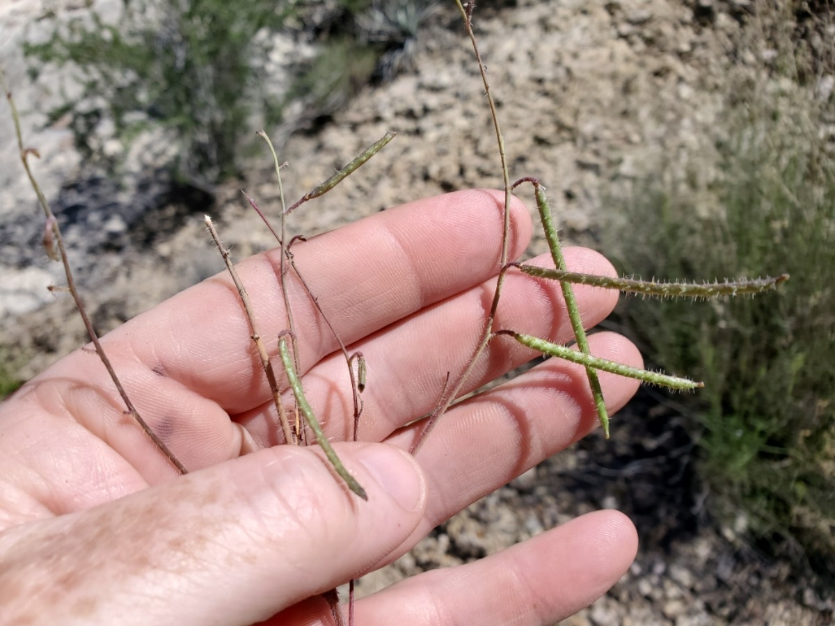 Streptanthus insignis ssp. insignis