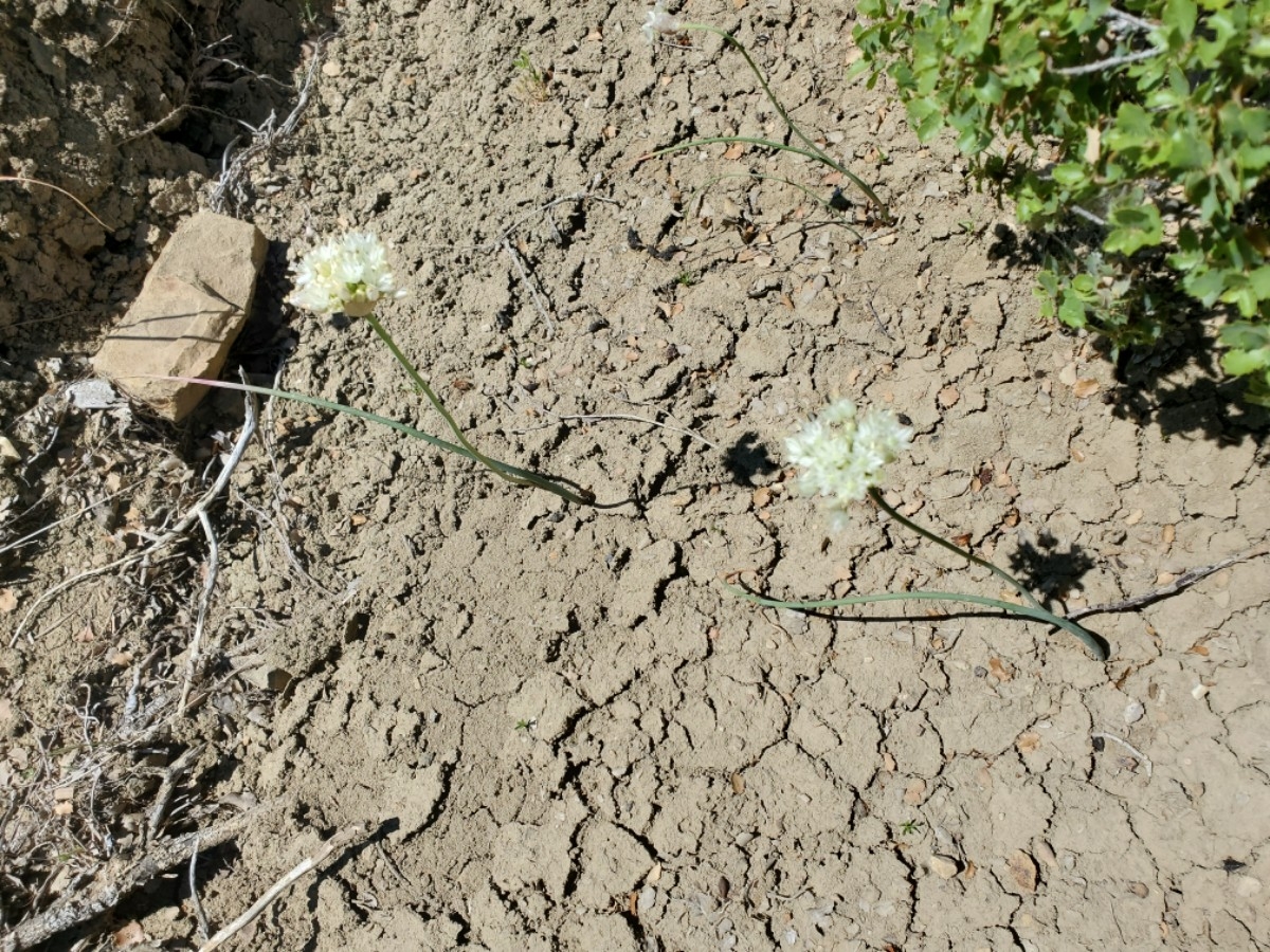 Allium howellii var. sanbenitense