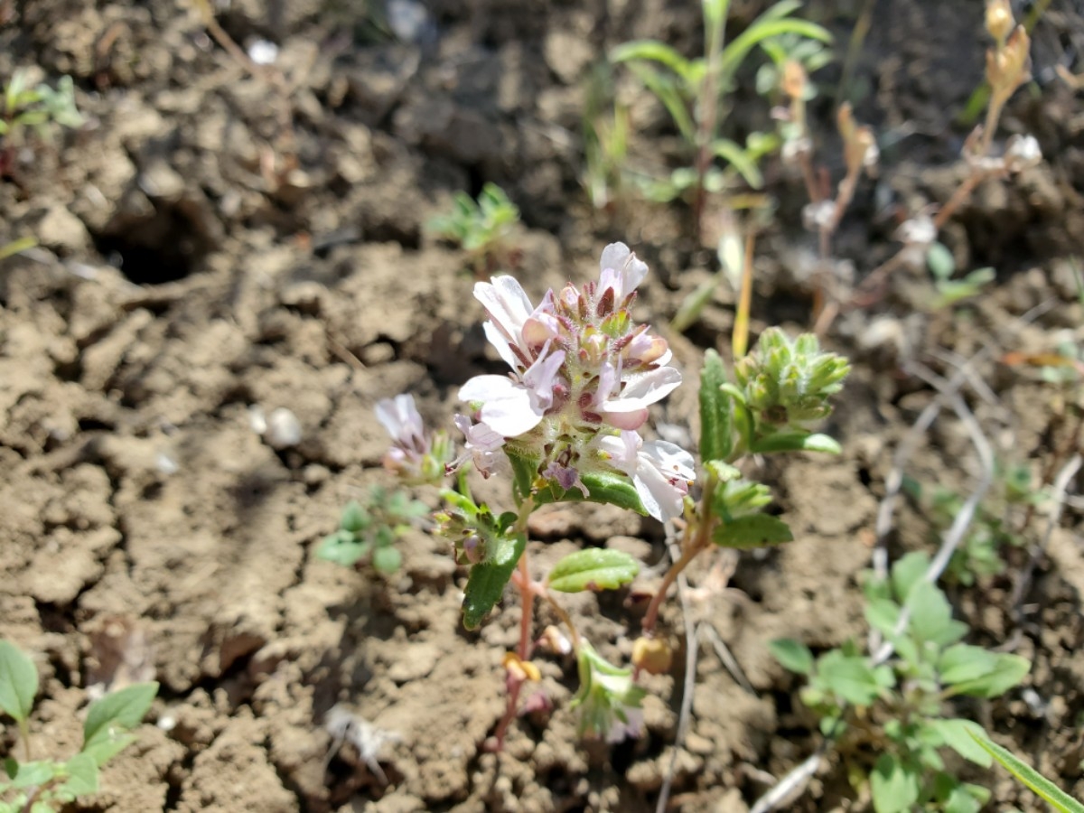 Collinsia bartsiifolia var. stricta