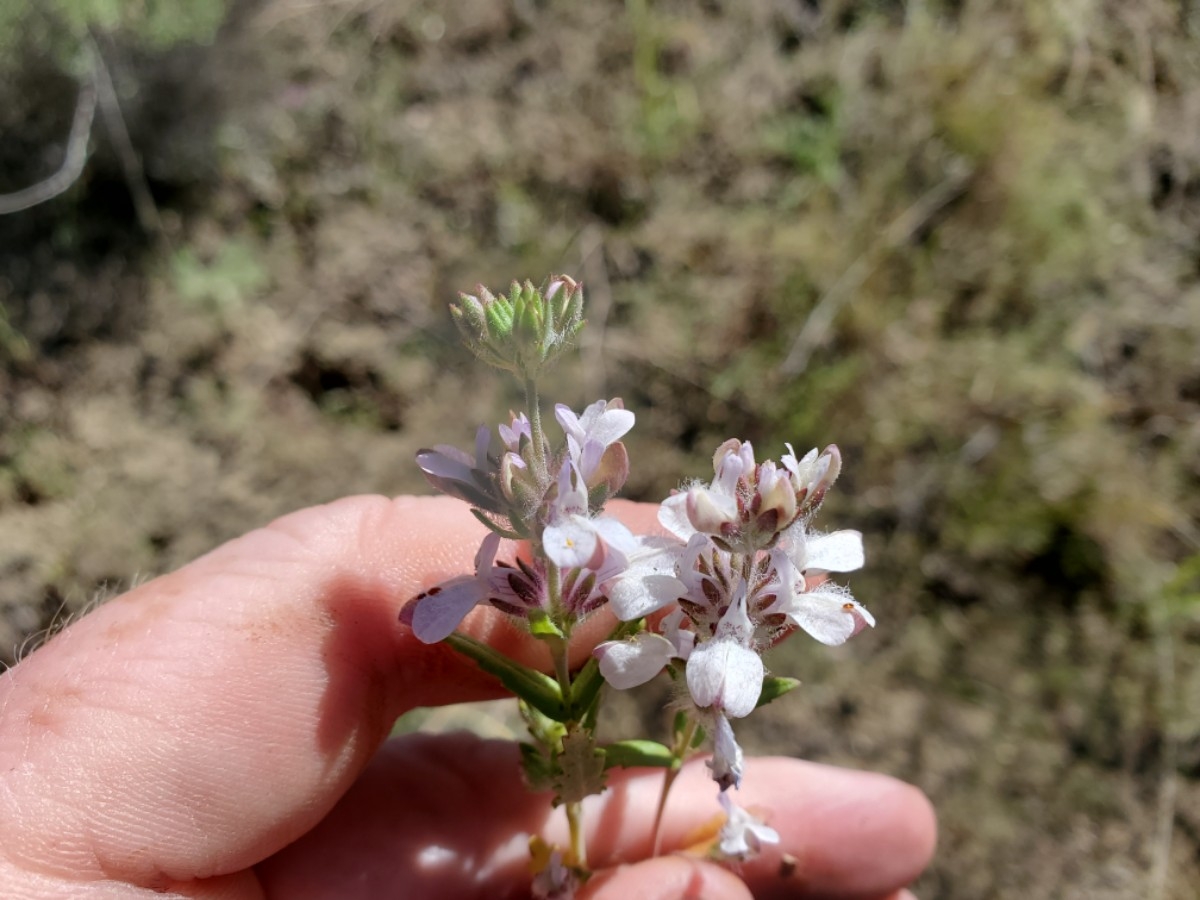 Collinsia bartsiifolia var. stricta