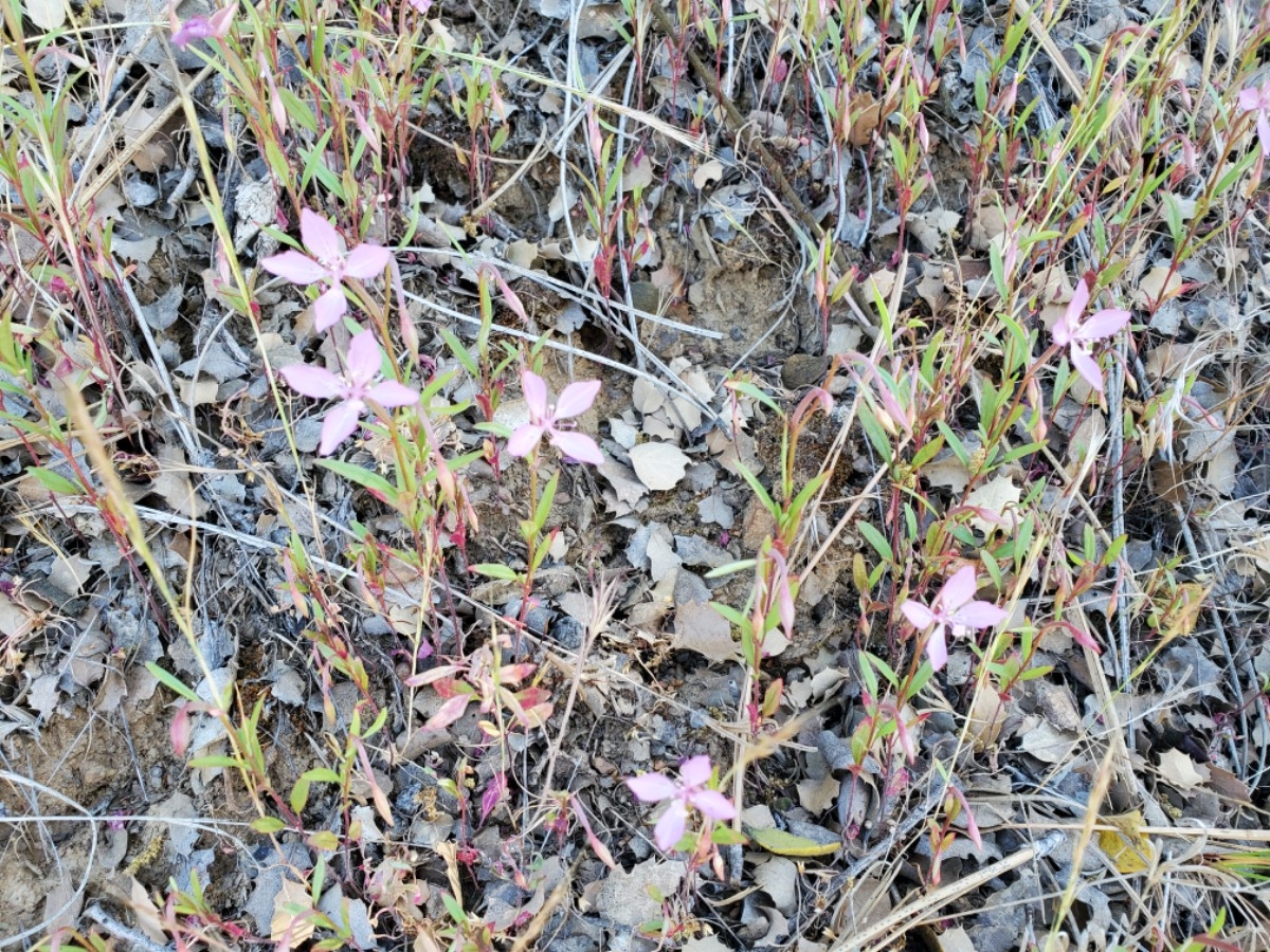 Clarkia modesta