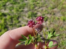 Trifolium depauperatum var. truncatum