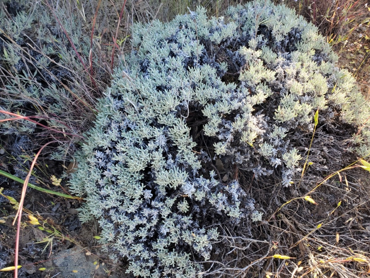 Eriogonum wrightii var. trachygonum