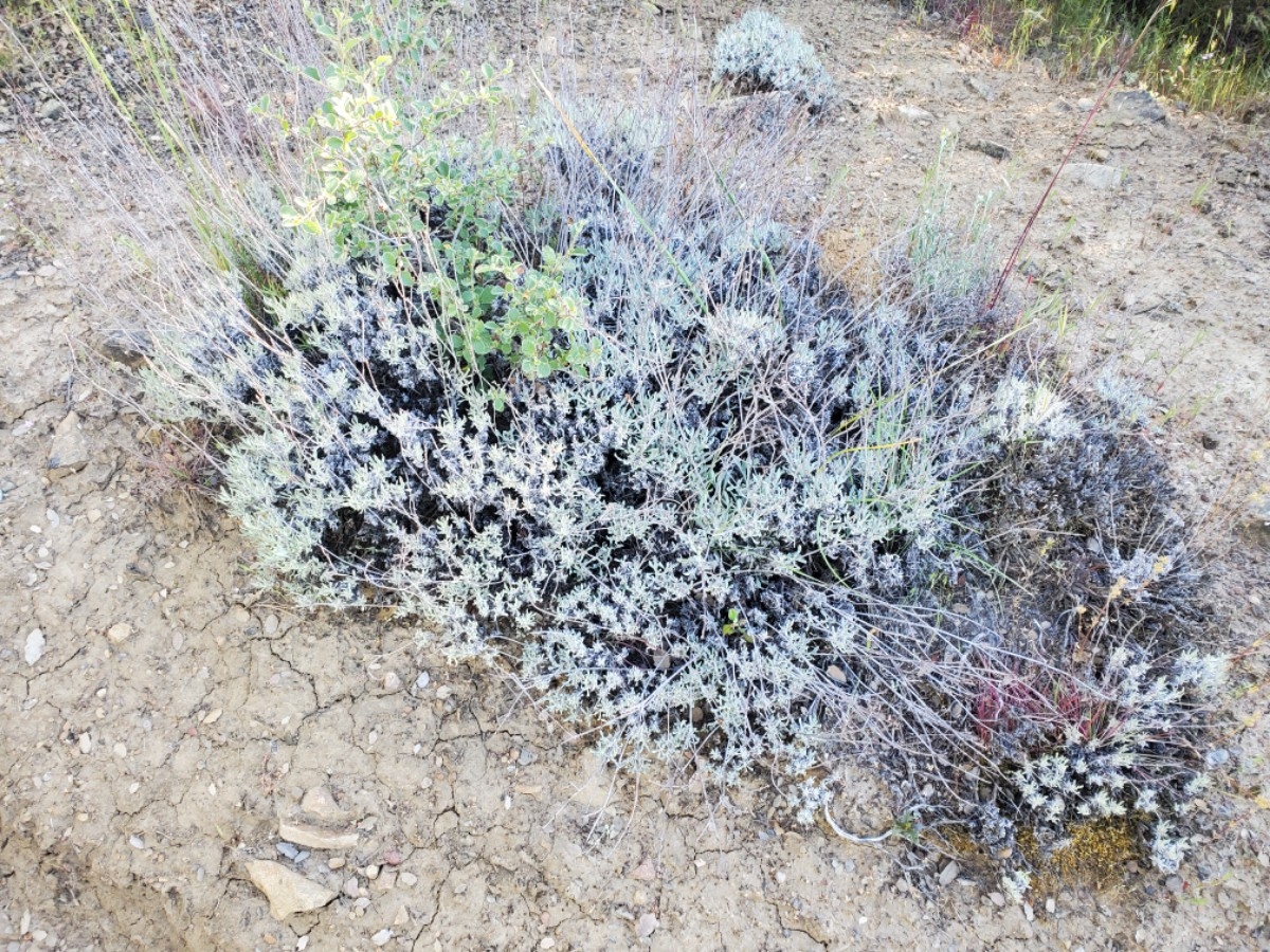 Eriogonum wrightii var. trachygonum