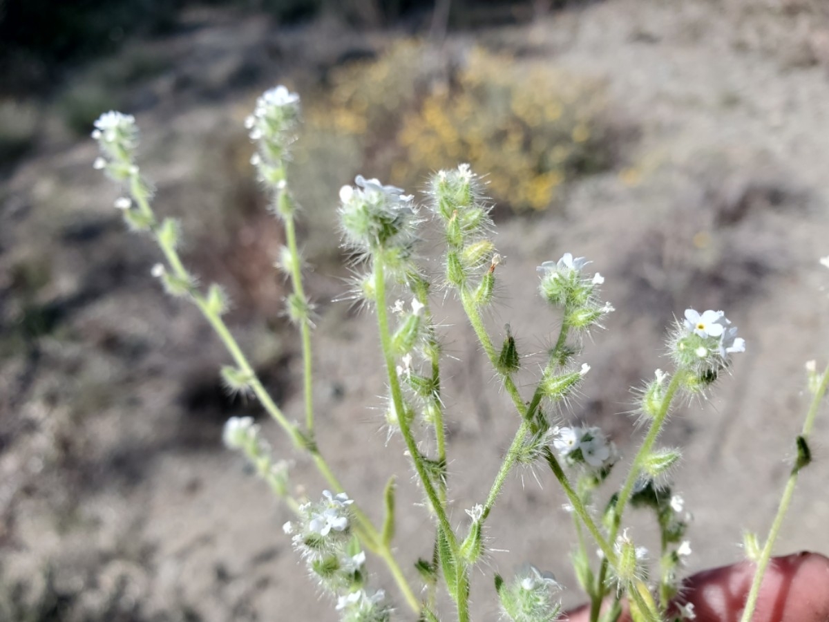 Cryptantha juniperensis