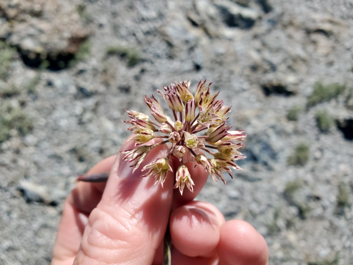 Allium diabolense