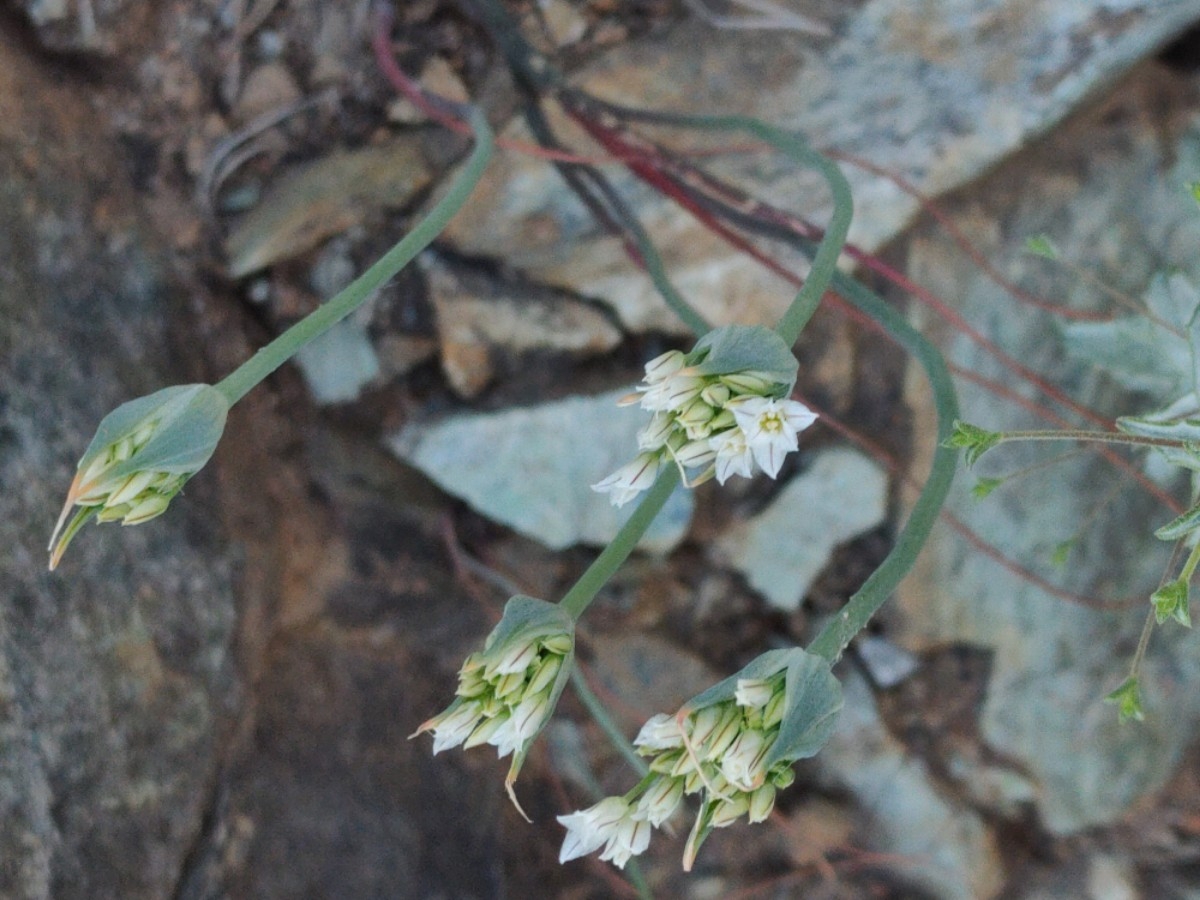 Allium jepsonii