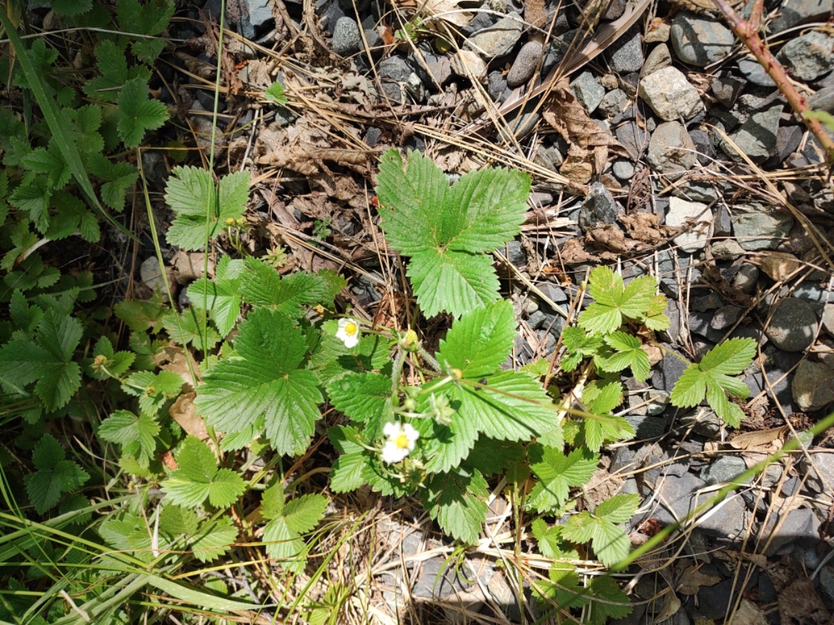 Fragaria vesca