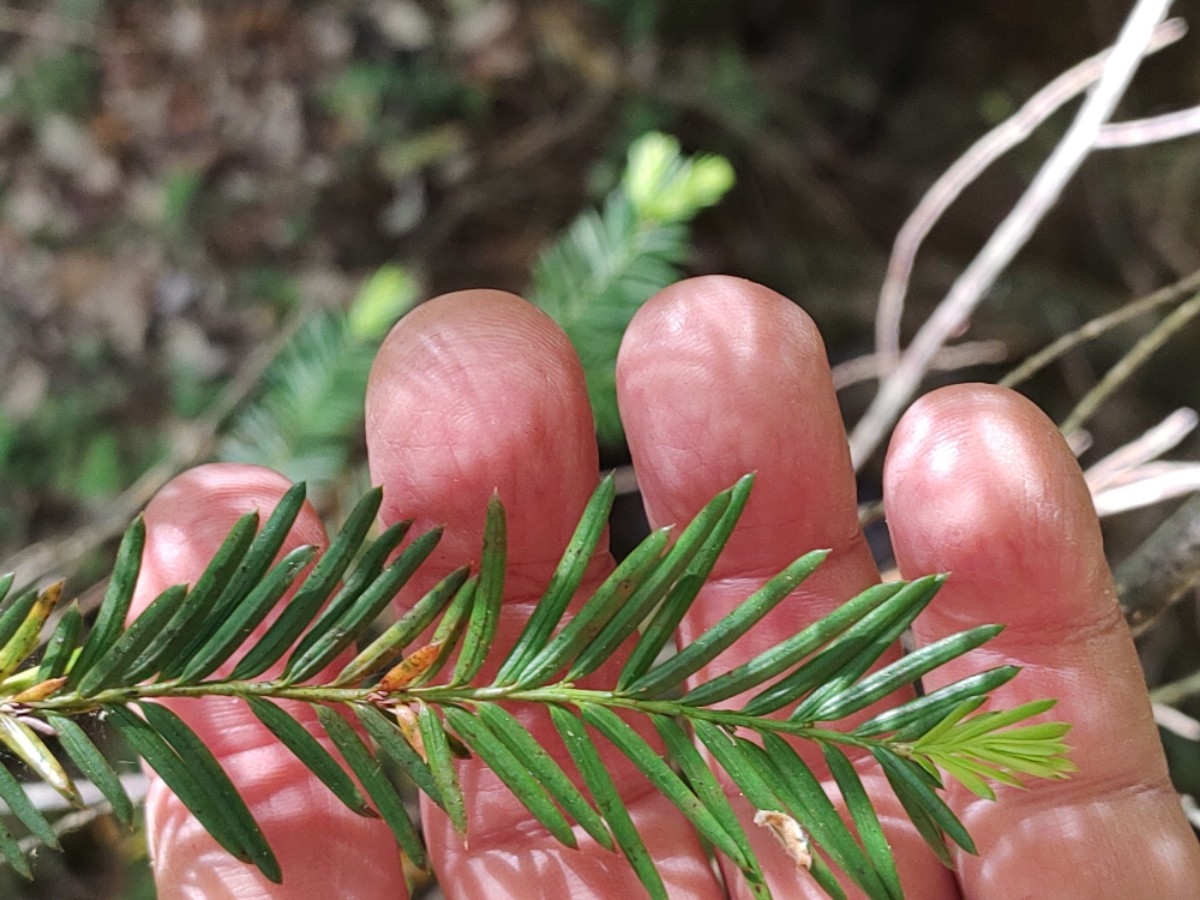 Taxus brevifolia