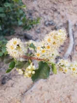 Prunus ilicifolia