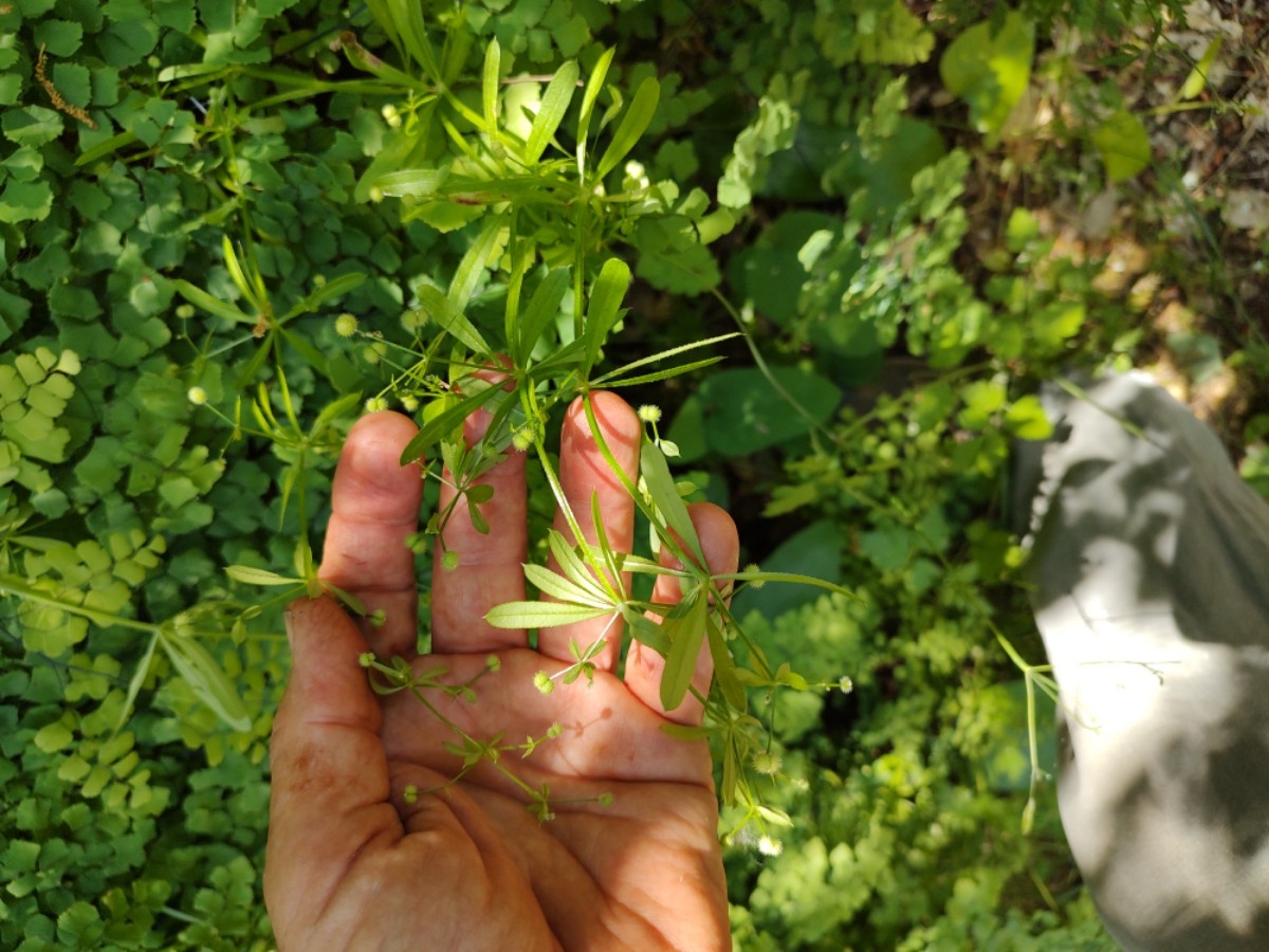 Galium aparine