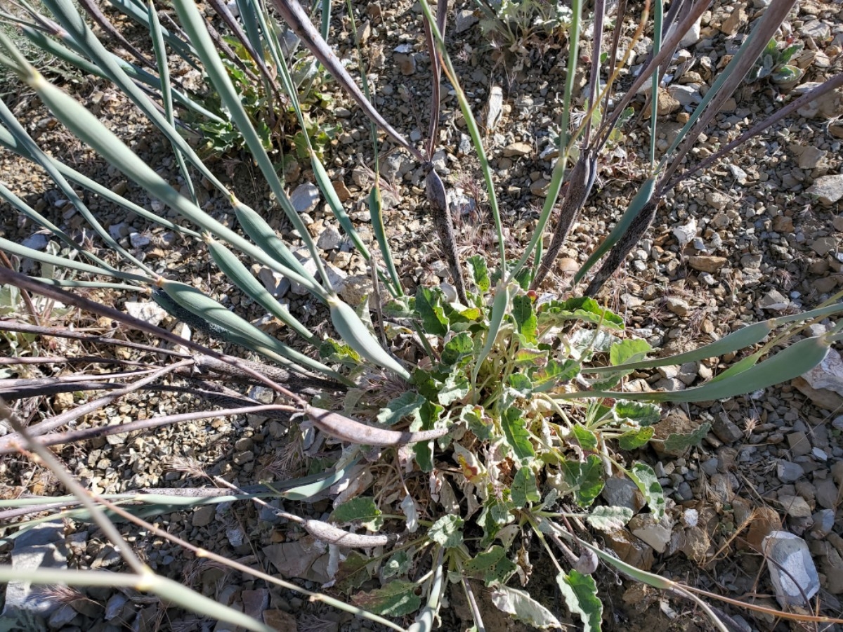 Eriogonum nudum var. auriculatum