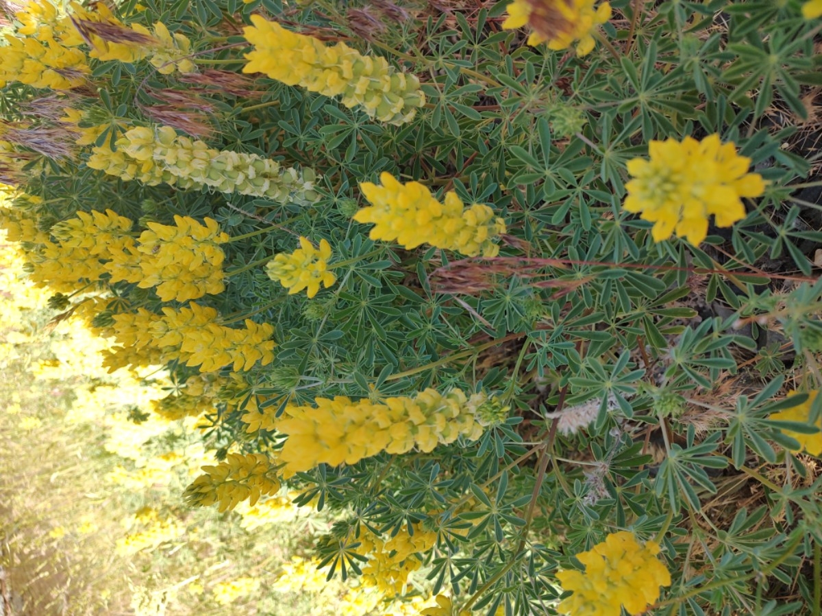 Lupinus luteolus