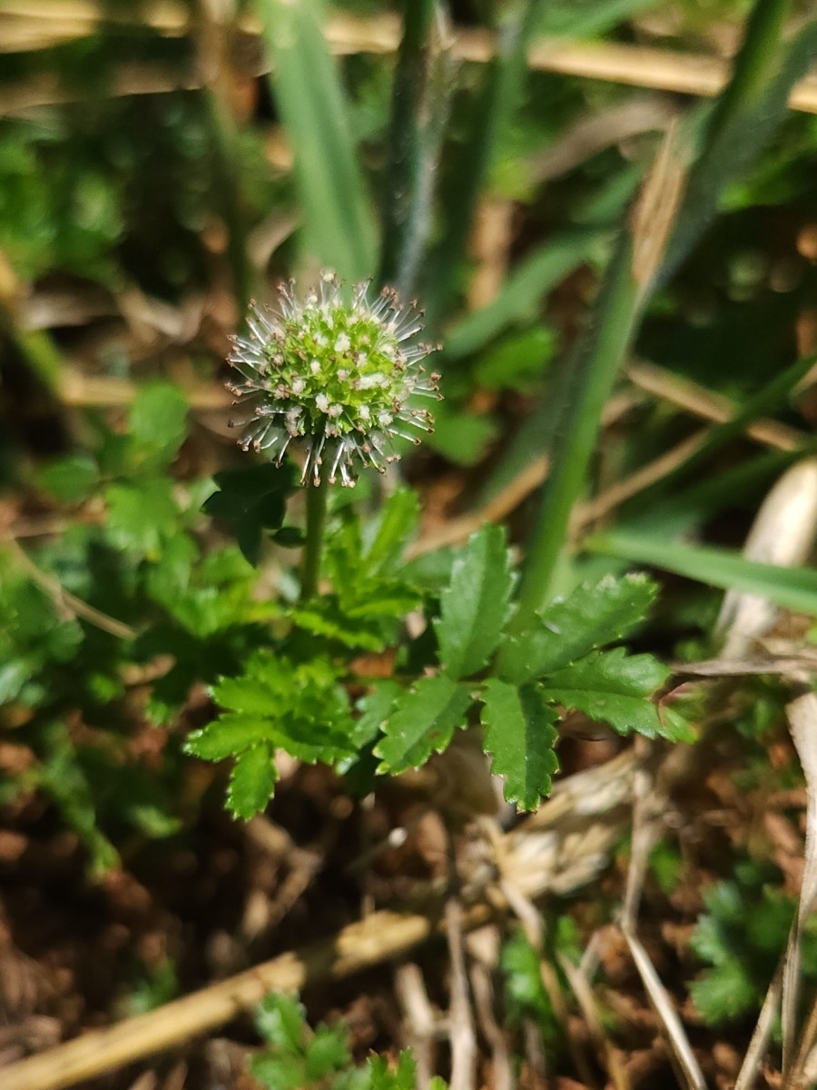 Acaena novae-zelandiae