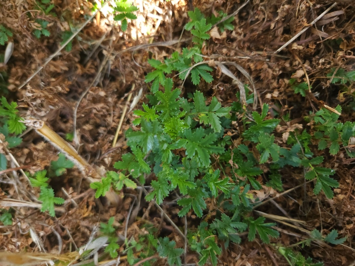 Acaena novae-zelandiae