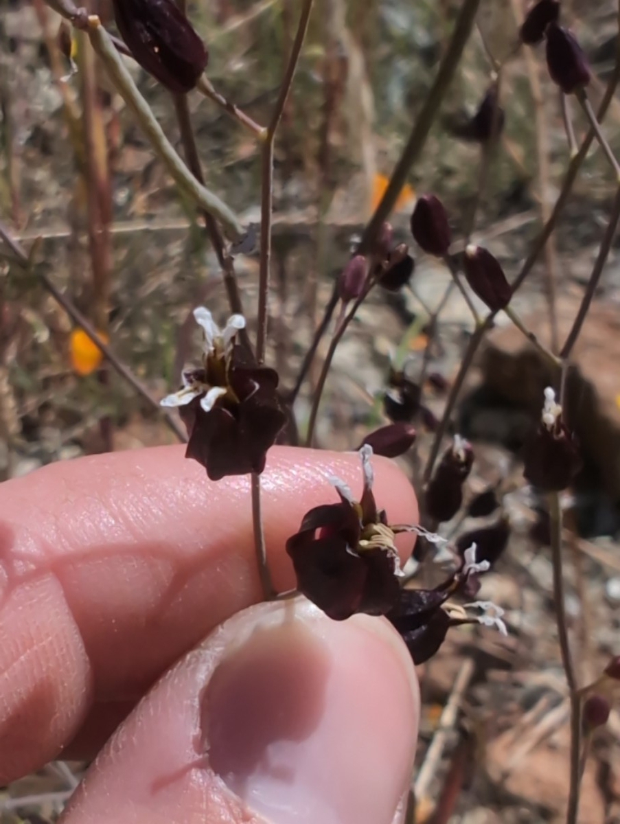 Streptanthus glandulosus ssp. niger